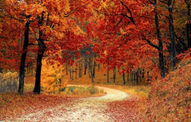 Waldweg im Herbst