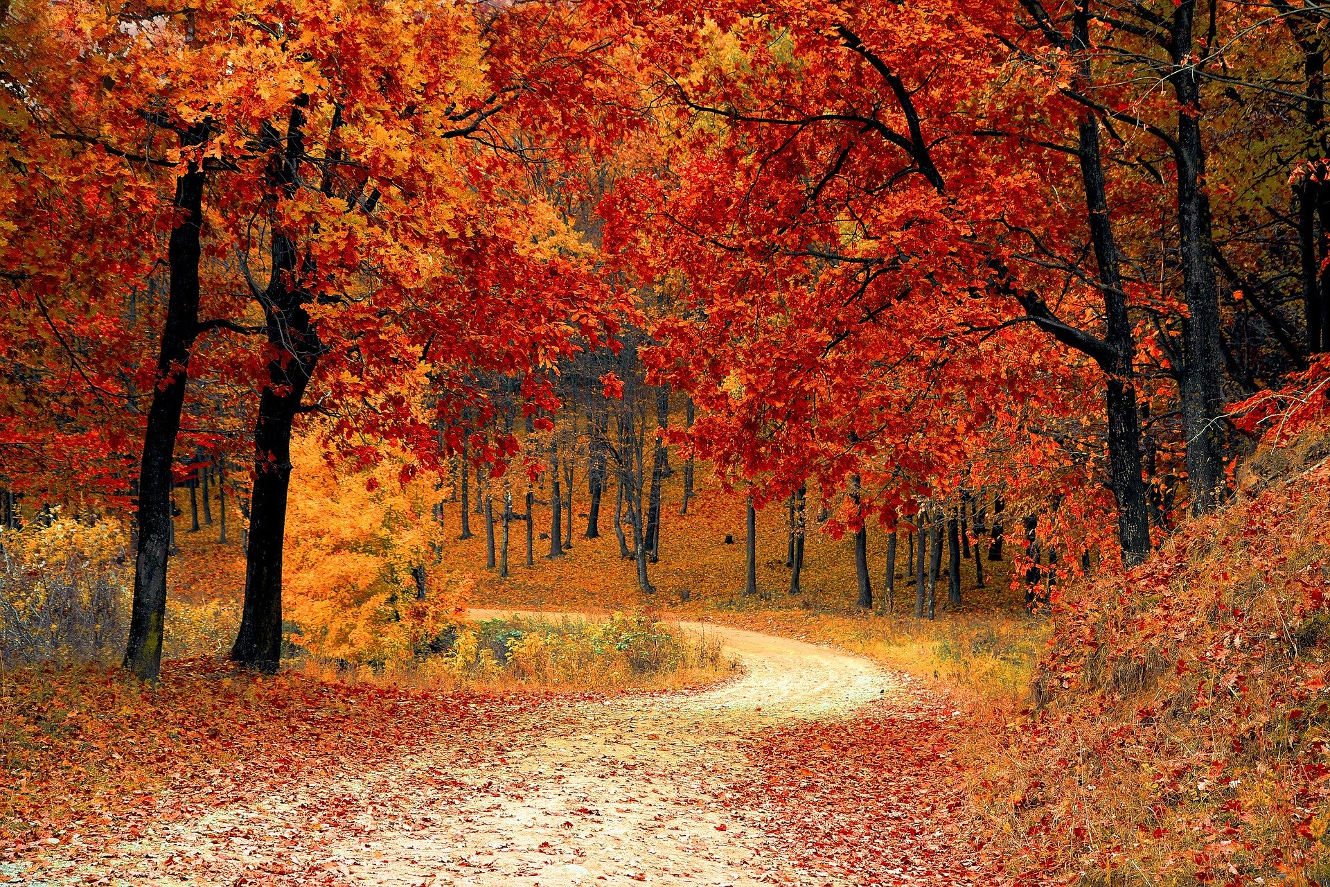 Waldweg im Herbst