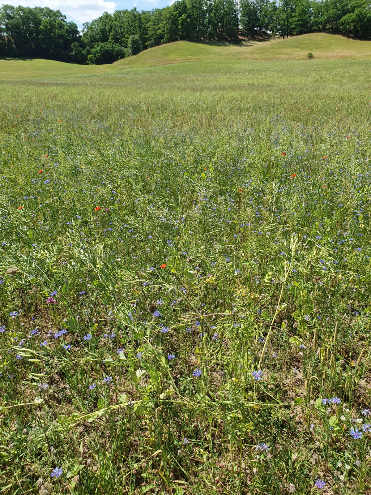 Gras Feld mit Bäumen