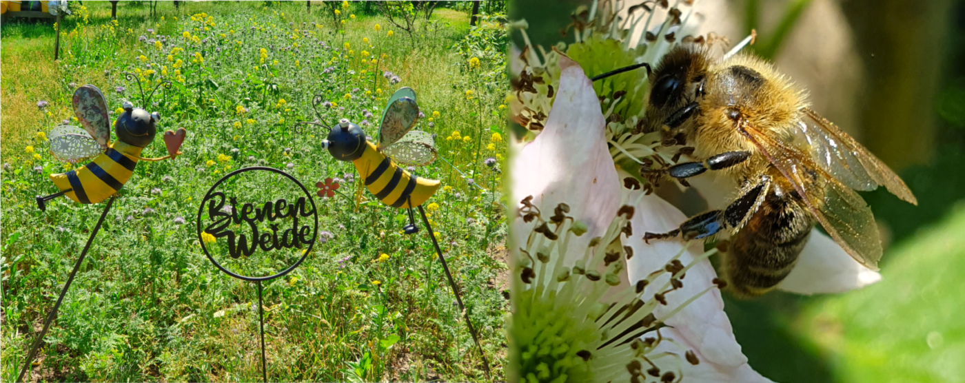 Consileon unterstützt Bienen-Paradies in Brandenburg