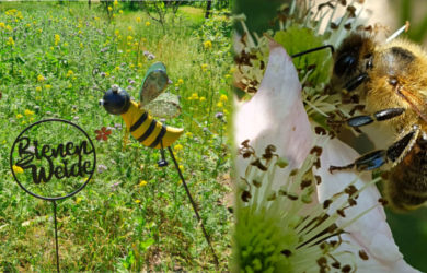 Consileon unterstützt Bienen-Paradies in Brandenburg
