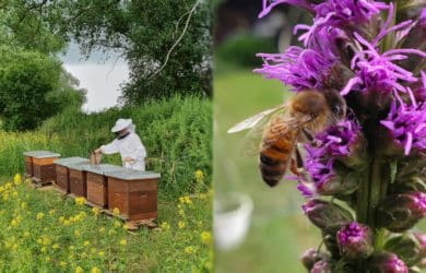 Bild von einem Bienenstock und einem Imker