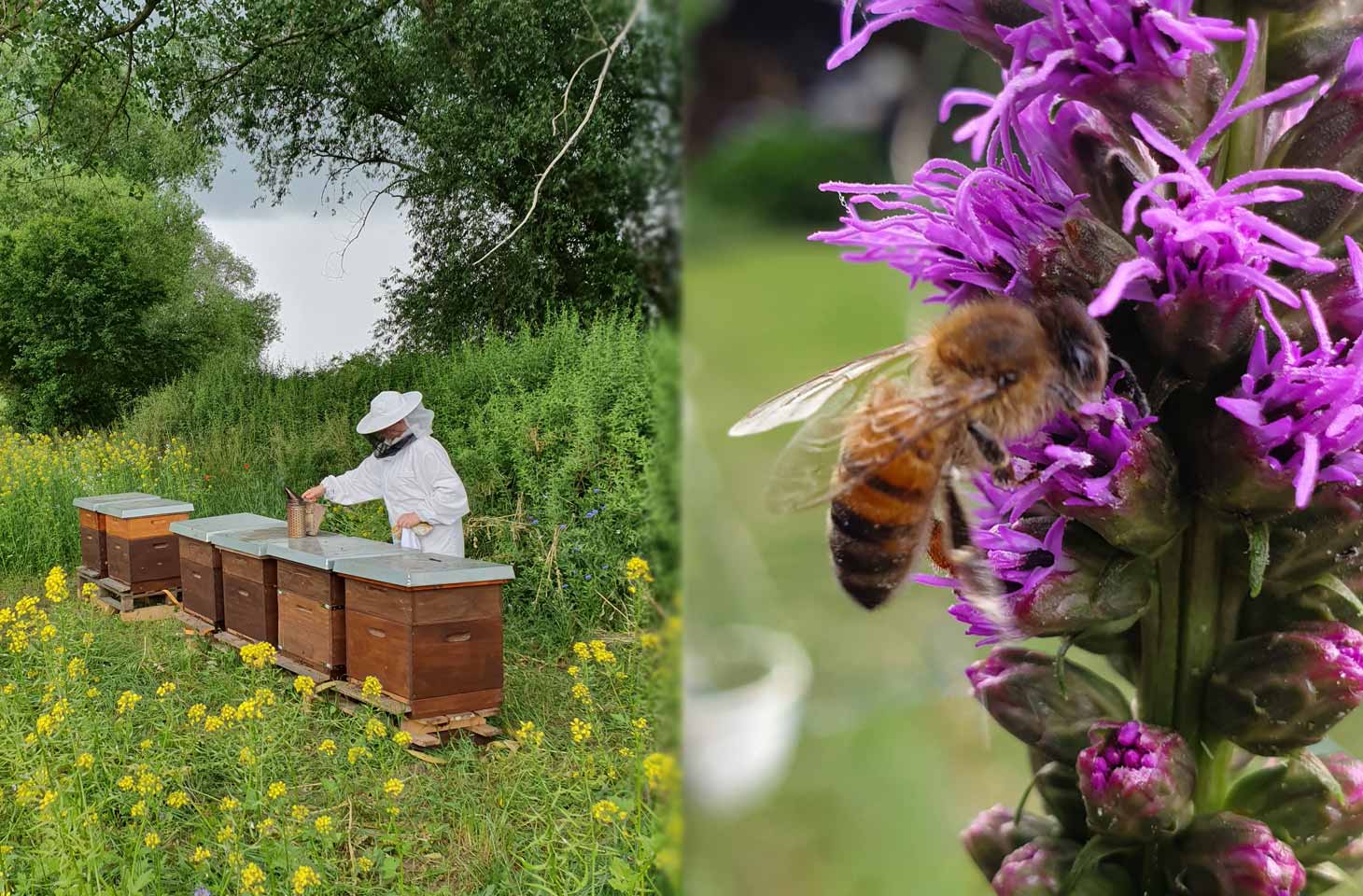 Bild von einem Bienenstock und einem Imker