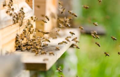 Patenschaft Bienen